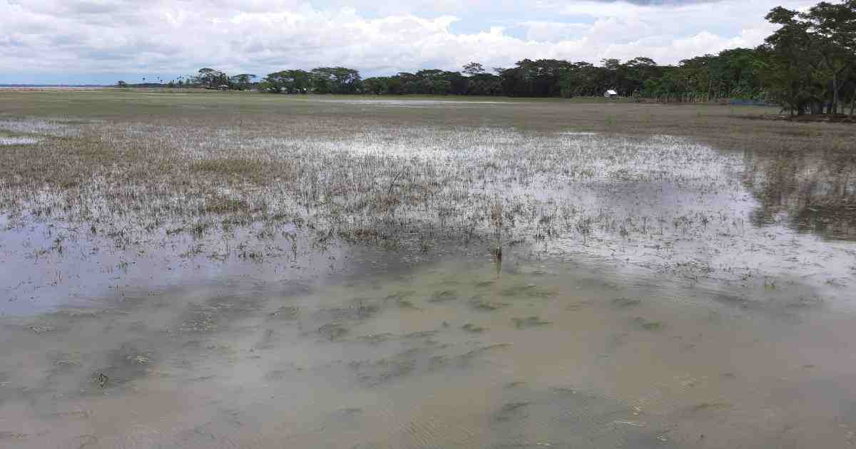 Sharankhola paddy farmers , rise in salinity , rabi-crops , Aman paddy , Bagerhat , Department of Agriculture Extension , DAE , salinity , Cyclone Amphan , Amphan , paddy farmers , Sharankhola