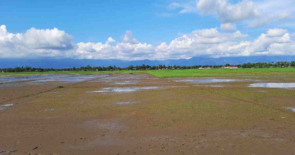 Boro paddy , waterlogging problem , Seedbed , heavy downpours , farmers in the haor areas worried , haor areas
