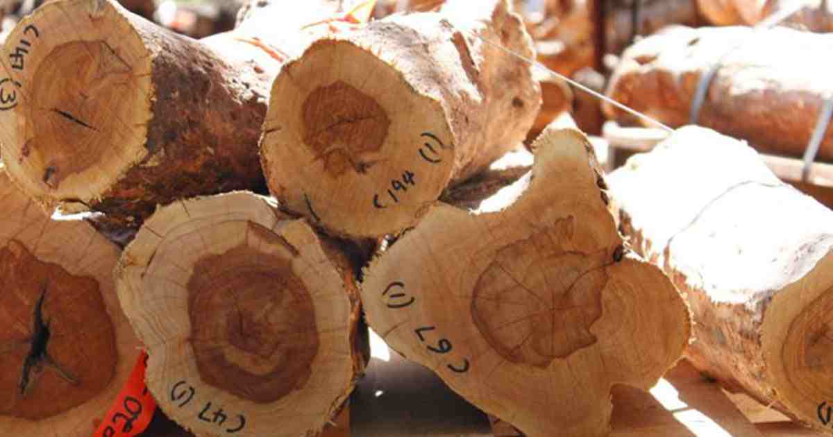 smuggling , Border Guard Bangladesh , Jashore , sandalwood smuggling , sandalwood