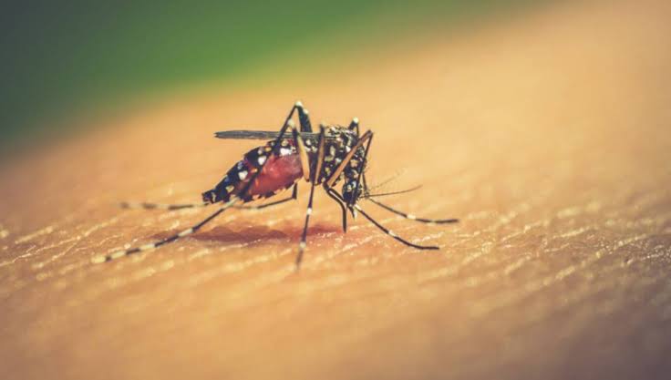 Khulna , Dengue , death