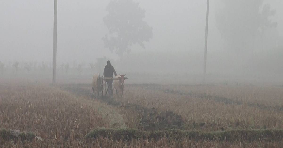 Winter , Dinajpur , Bangladesh