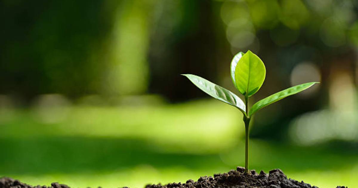 ‘Mujib Borsho’ , Environment , 1 crore saplings , Environment, Forest and Climate Change Minister Md Shahab Uddin , Environment Pollution , High Court