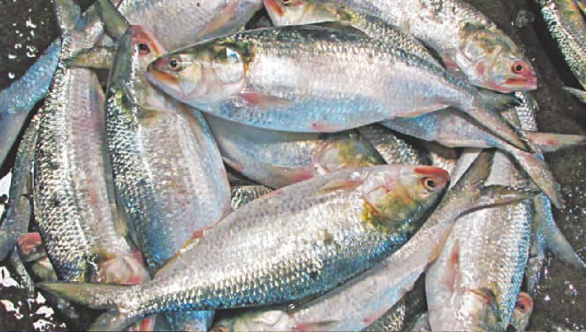 Hilsa export , India