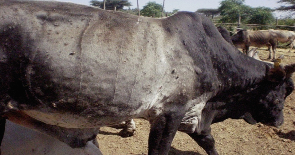 skin disease , Lumpy , Cattle , cattle farmers , Faridpur