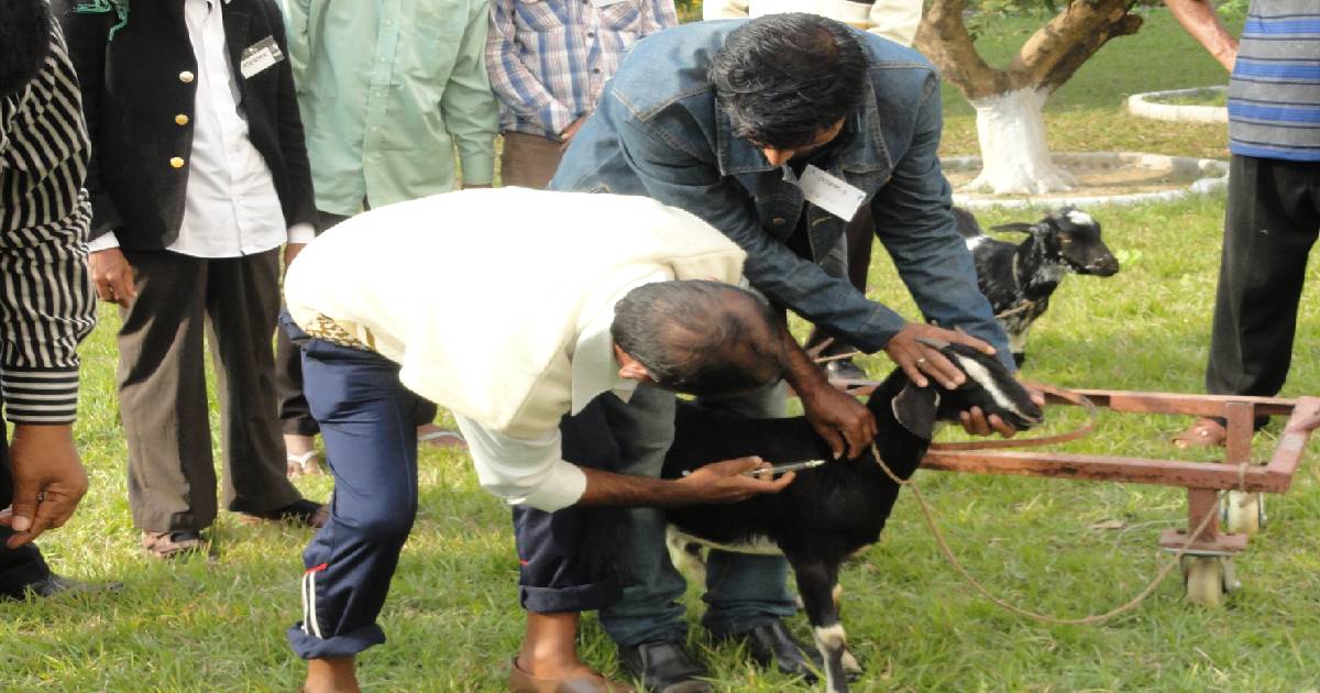 goat vaccines , livestock , Gazipur farmers , PPR virus , District Livestock office