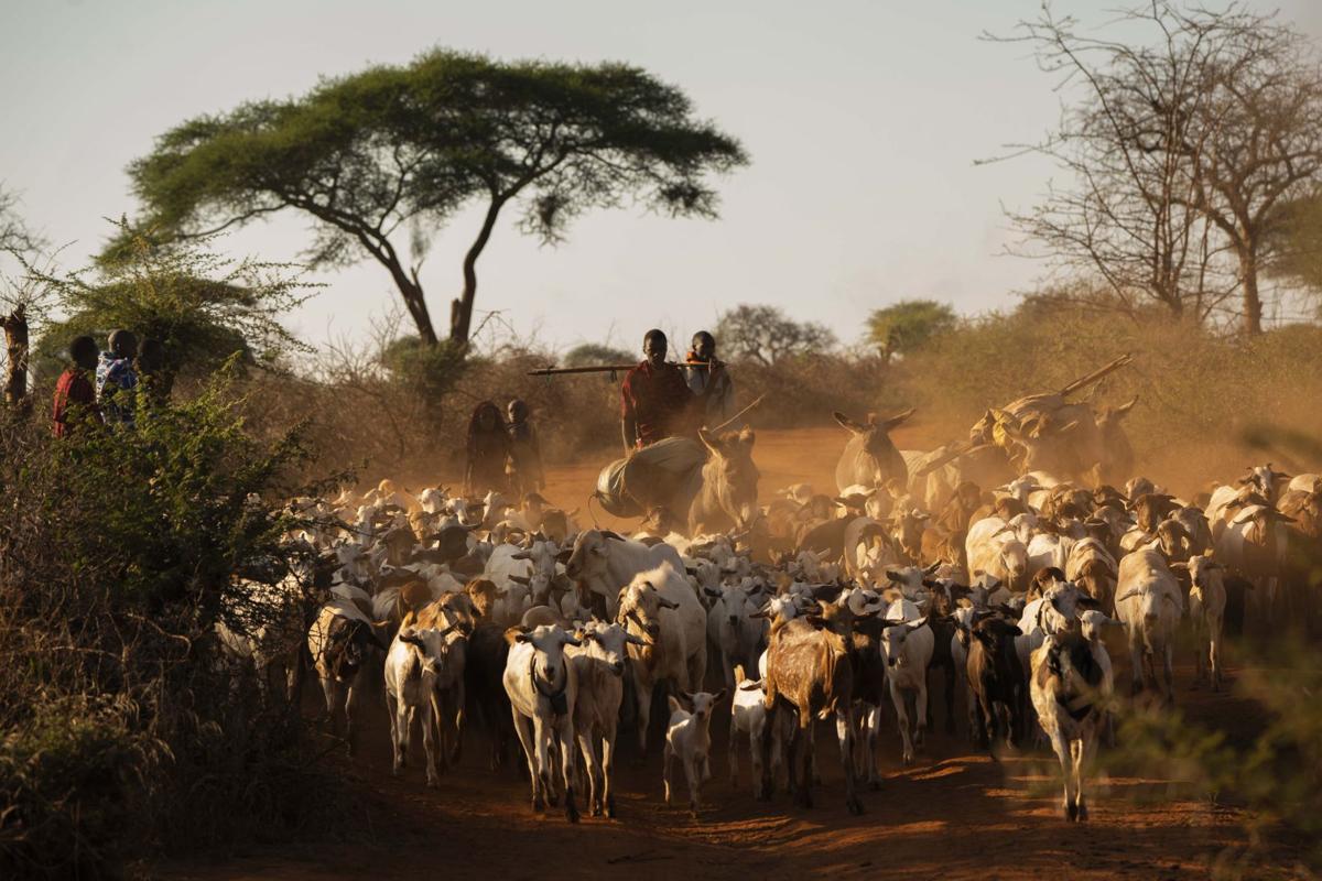 Cattle ,