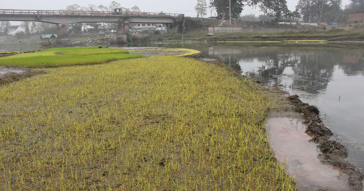 seedling crisis , Rangpur region , Boro seedbeds , affect , northern districts , Shivering cold , weather