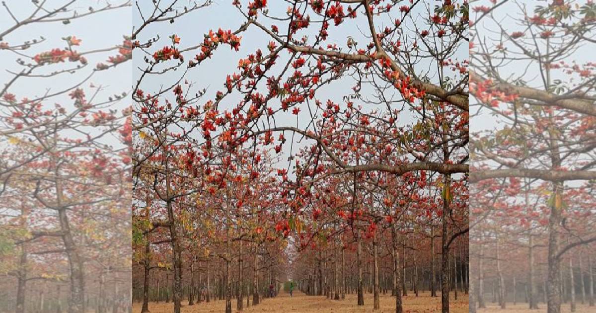 Bangla Calendar , Shimul Bagan in Tahirpur , Pahela Falgun , Valentine’s Day , Bangla Academy