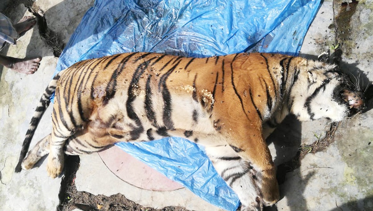 District , Tigers