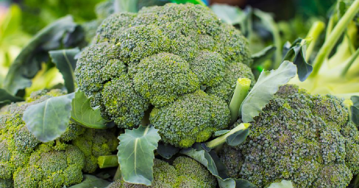 broccoli farming , Manirampur farmers , making money , Benapole , green vegetable , cultivation , Cancer , diabetics , heart disease
