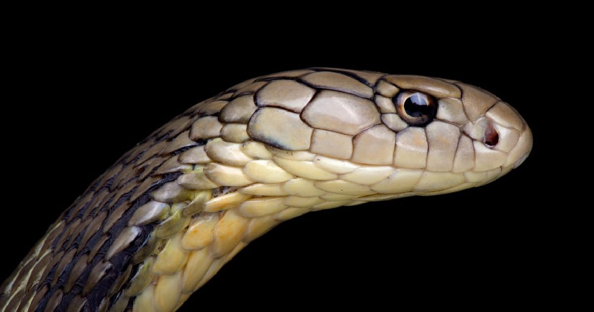 source of the new coronavirus , original source , Snakes , coronavirus , China