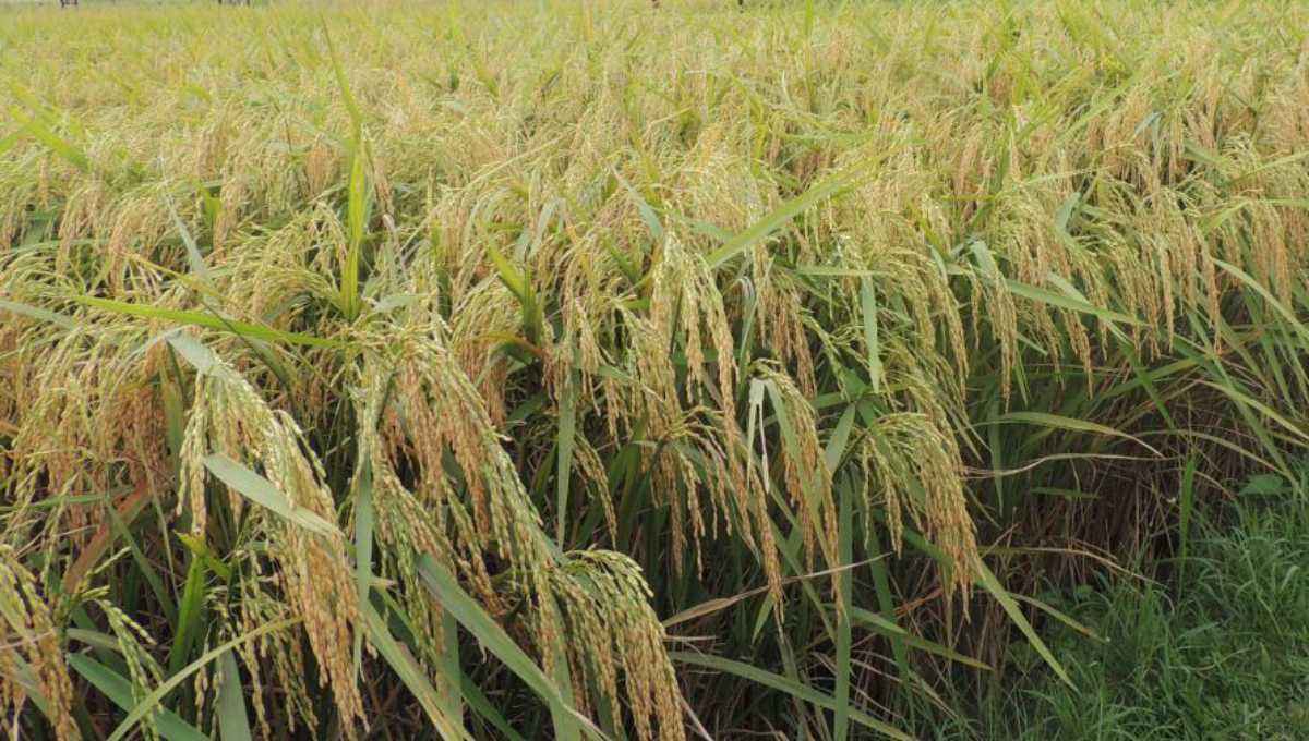 Bangladesh releases 2 new rice varieties with high yield potentials