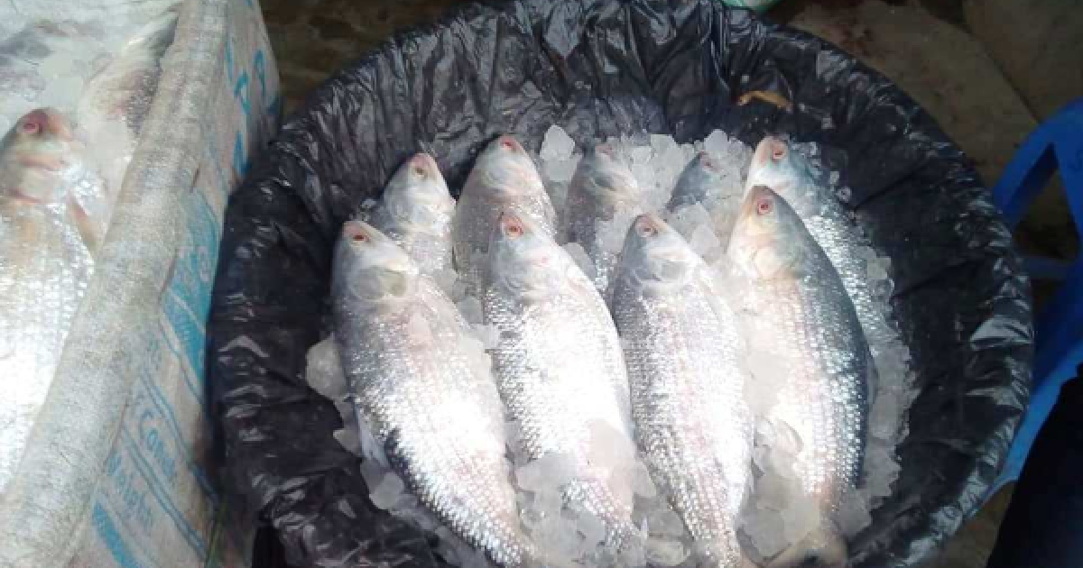 Hilsa full of eggs