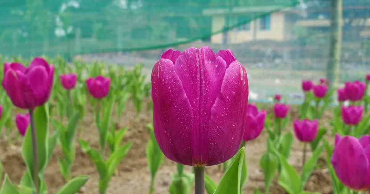 Tulip farming opens new opportunity for farmers in Tetulia, Jashore