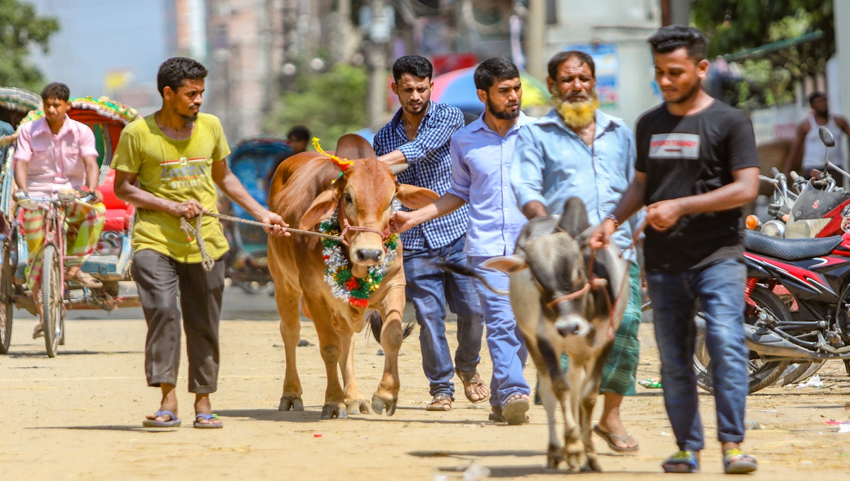 Bangladesh , Eid al-Adha , Qurbani-2019