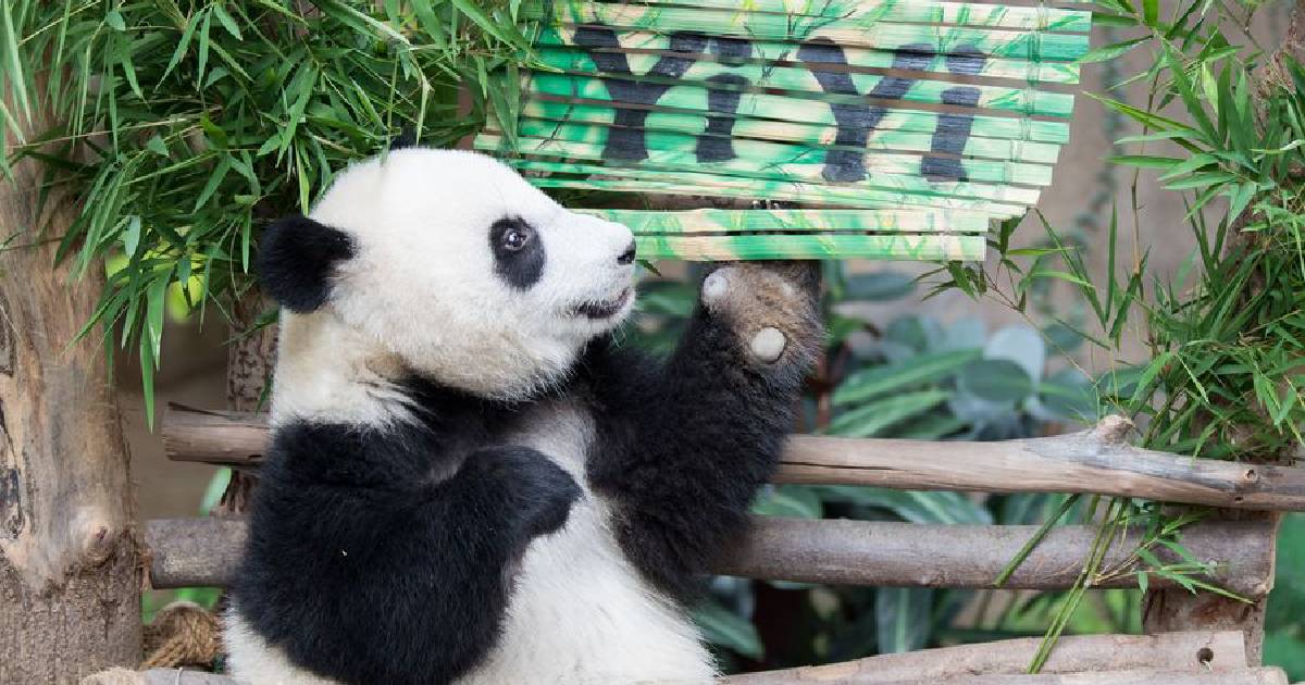 Giant Panda , Giant Panda "Yi Yi" , second birthday of Yi Yi , Malaysian National Zoo