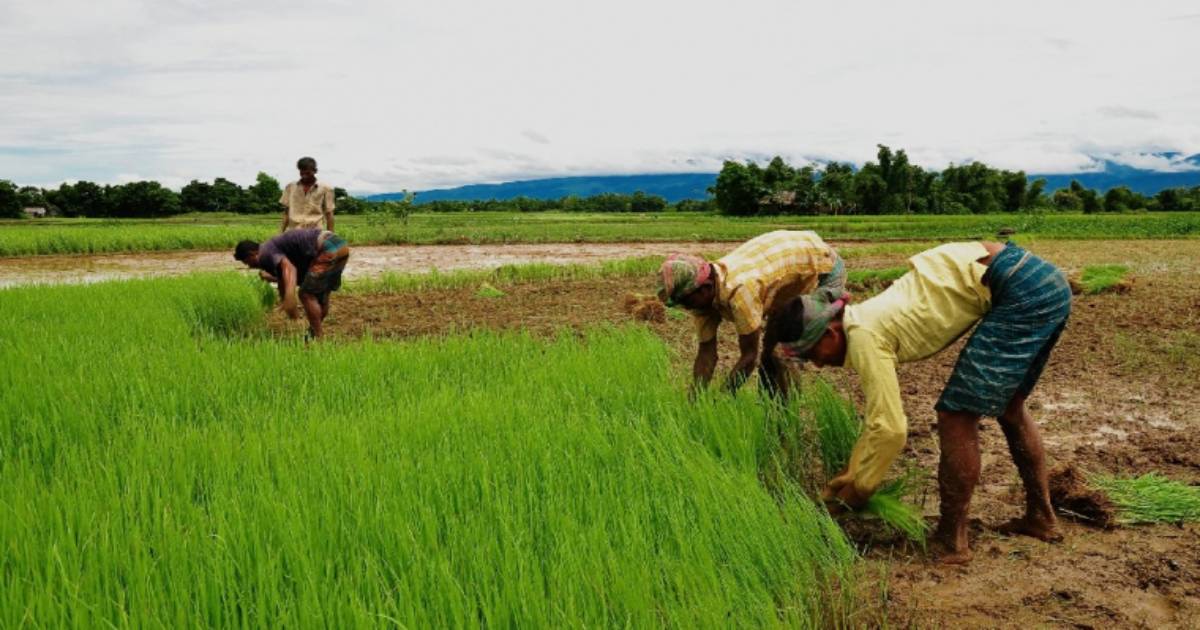 Rupali Bank , Bangladesh Khrishi Bank , Agrani Bank , Janata Bank , Certificate case against farmers , BDBL Bank , District Agriculture Loan Monitoring Committee