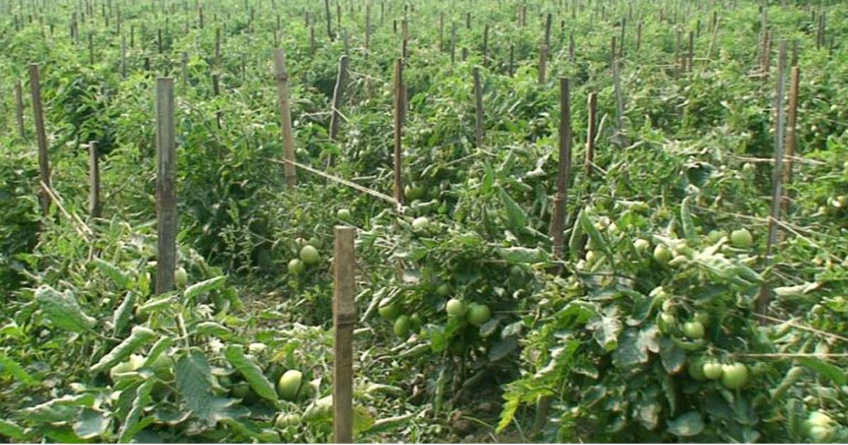 Tk 30 crore , 10,000 mts , Laxmipur char , vegetable production , Laxmipur , Farmers