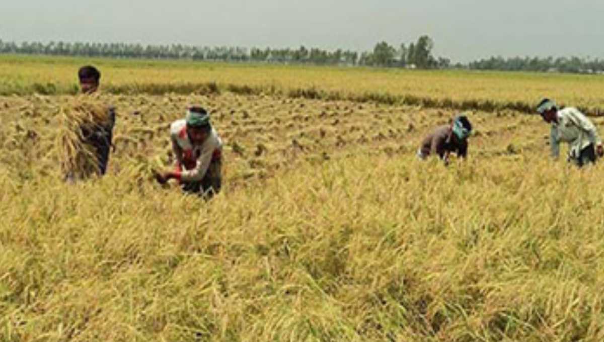 Sirajganj farmers thriving on bumper Aman crop