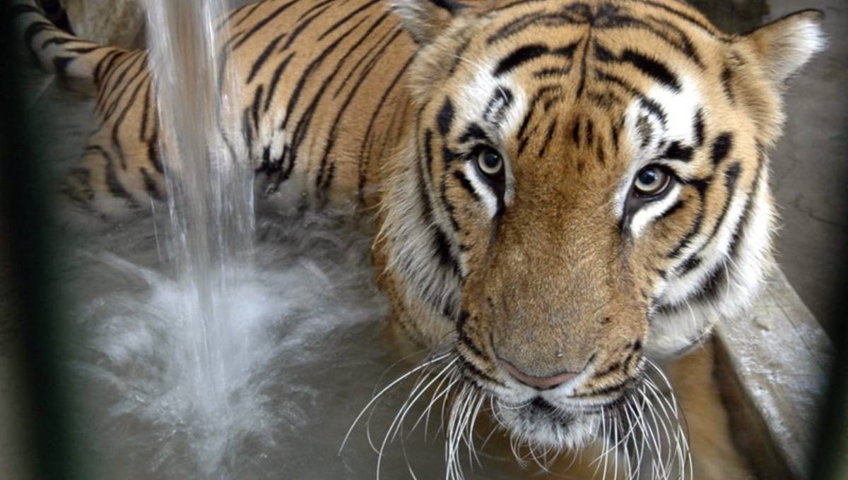 India , tiger census , population growth