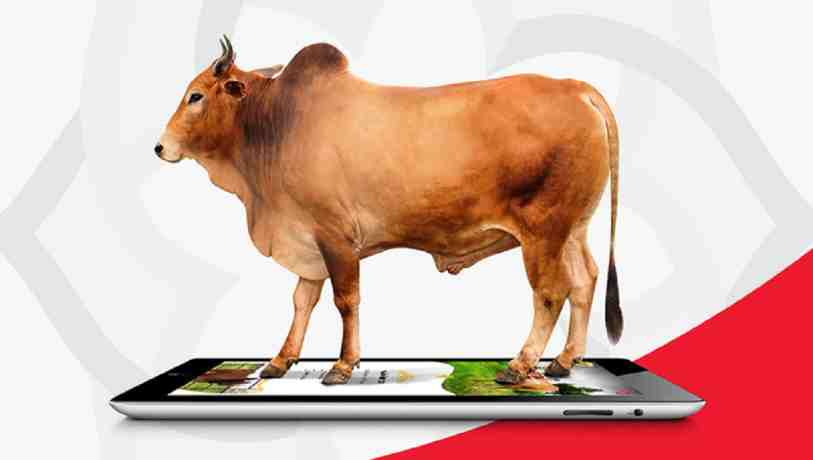 Digital Haat And More Qurbani Cow Online Shops Targeting Eid Ul Azha In Bangladesh